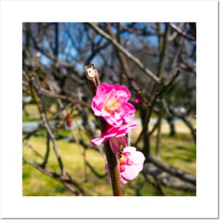 Photography - First plum blossom Posters and Art